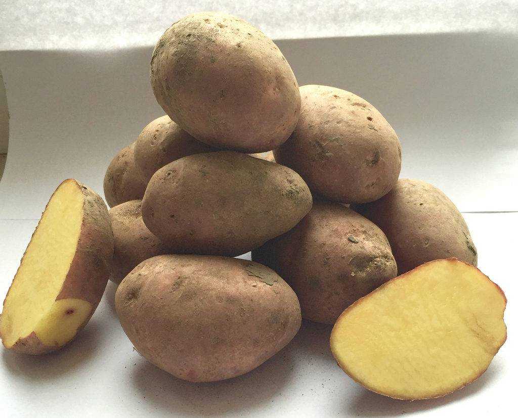 Сорта картофеля: их выбор и описание