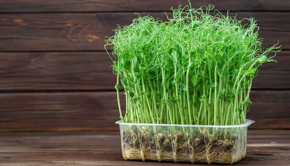 Как вырастить микрозелень в домашних условиях? – 6 рабочих способов