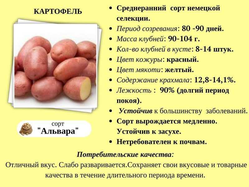 10 самых популярных сортов картофеля. описание и фото — ботаничка