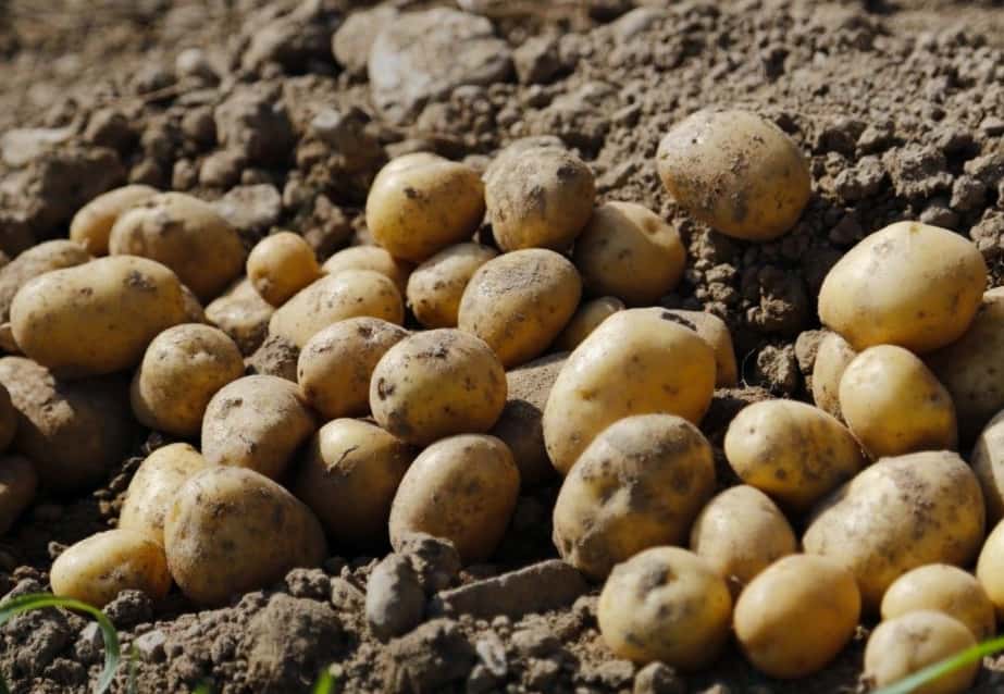Какую картошку посадить? критерии выбора лучшего сорта картофеля: характеристики, свойства, методы