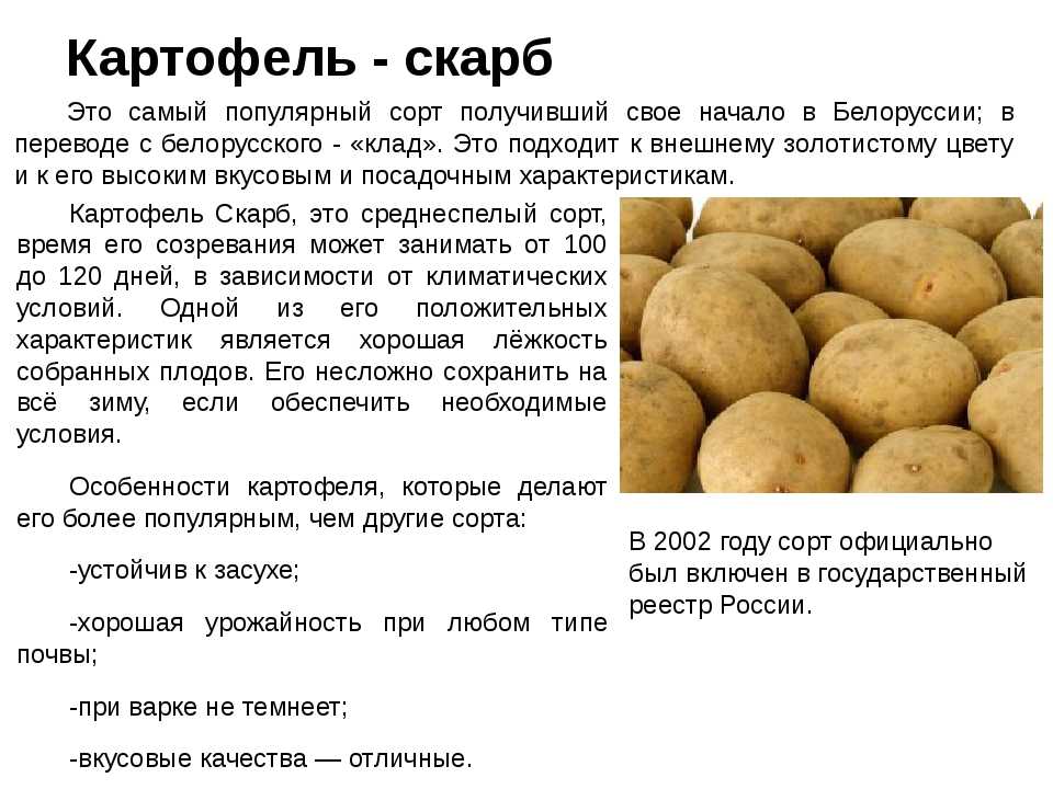 Ранние сорта картофеля: ультраранние, скороспелые, среднеспелые и тд