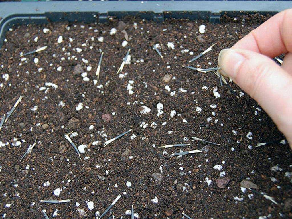 Бархатцы семенами на рассаду и в грунт когда сажать в 2024 году и как посадить на рассаду правильно пошагово с фото
