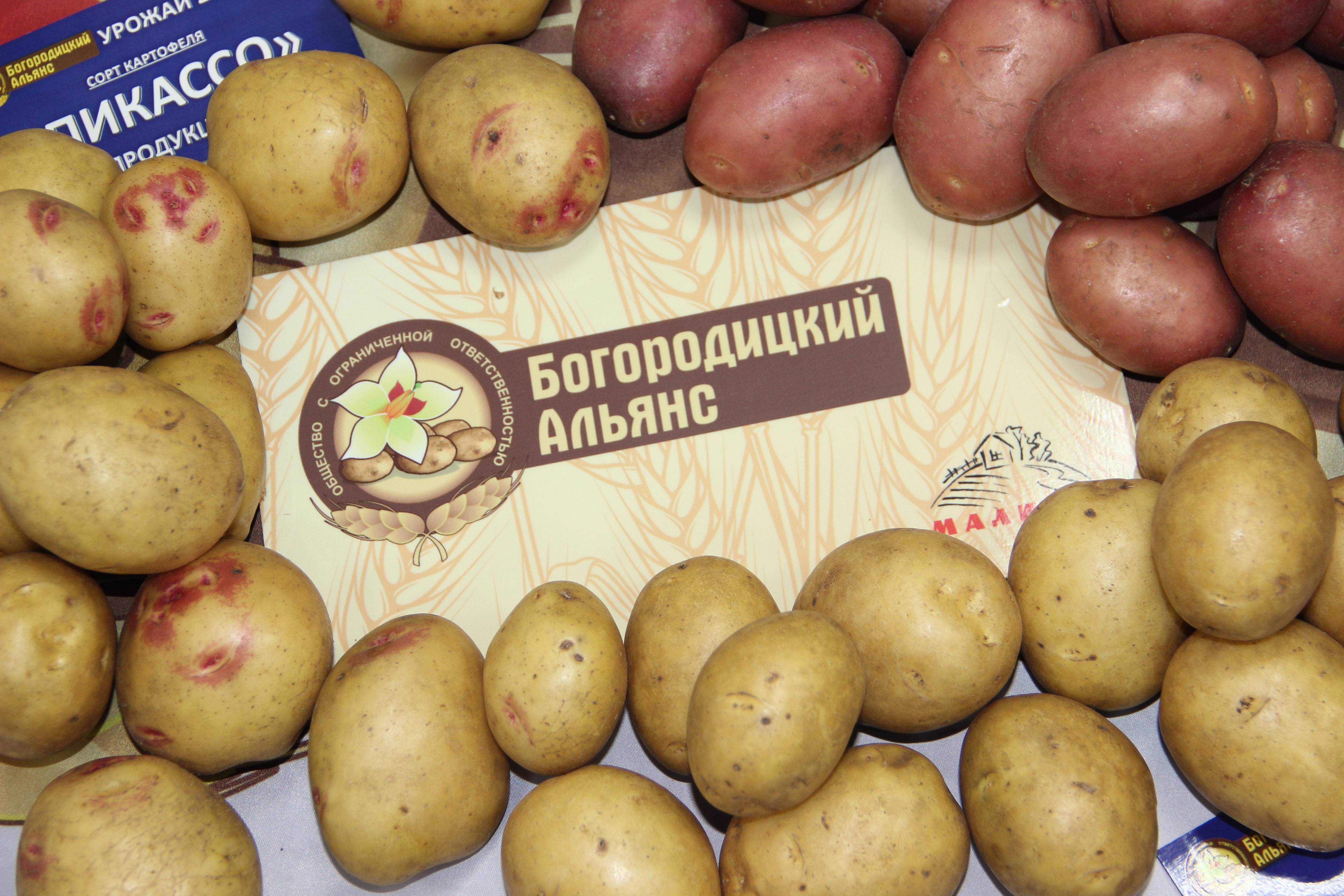Сорта картошки: какие бывают, в чем отличия