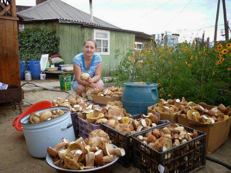 Как вырастить белые грибы на дачном участке