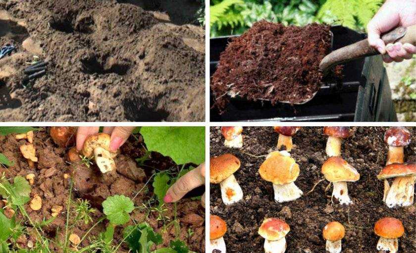 Технология выращивания белых грибов на приусадебном участке: условия и видео, как вырастить мицелий на даче