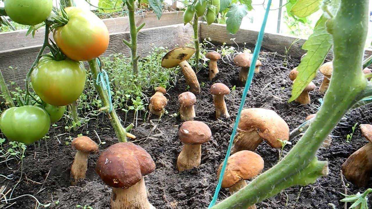 Выращивание грибов как бизнес: виды, оборудование, бизнес-план