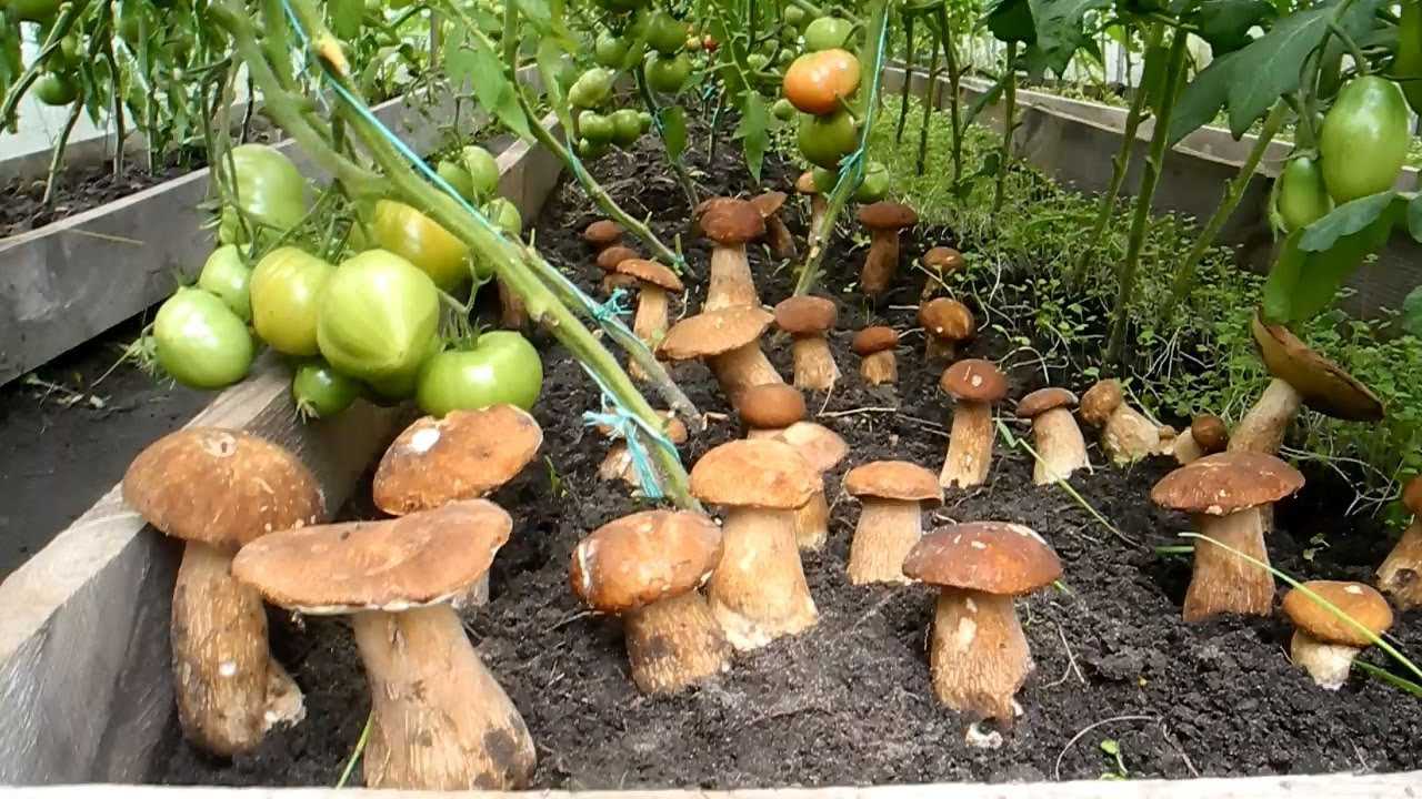 Как вырастить белые грибы и белые степные грибы на приусадебном участке как заработать на своем огороде