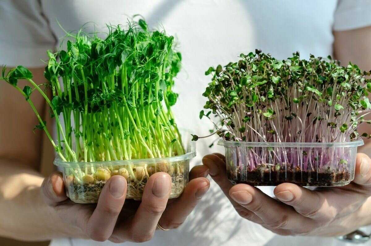 Что такое микрозелень? пищевая ценность и как выращивать?