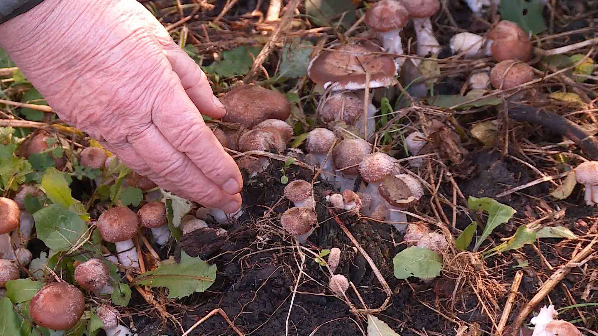 Выращивание белых грибов на приусадебном участке.