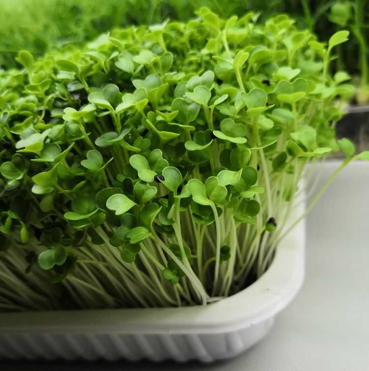 Как вырастить микрозелень в домашних условиях — fertilizer daily