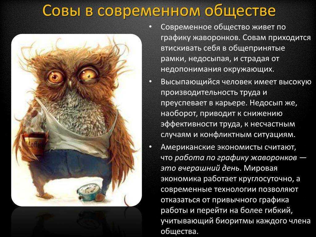 Биоритмы: совы, жаворонки, голуби