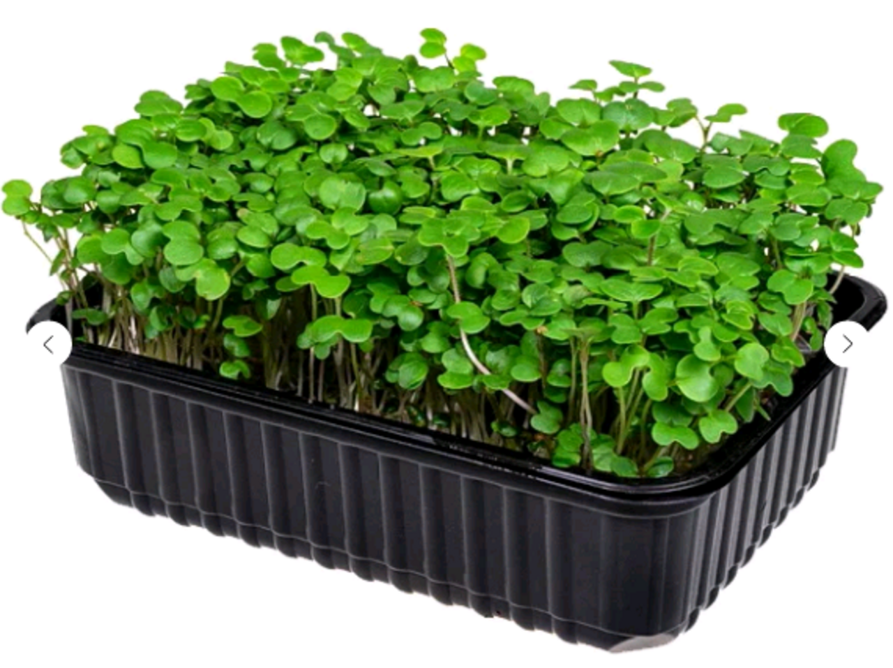 Как вырастить микрозелень в домашних условиях - пошаговое руководство - микро_сад