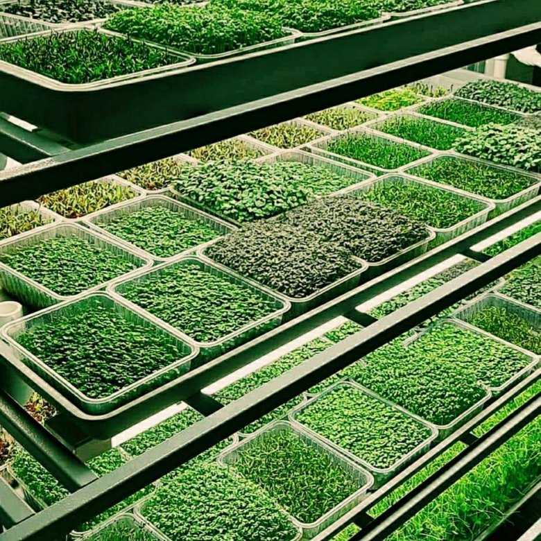 Как вырастить микрозелень дома без земли, просто, с нуля