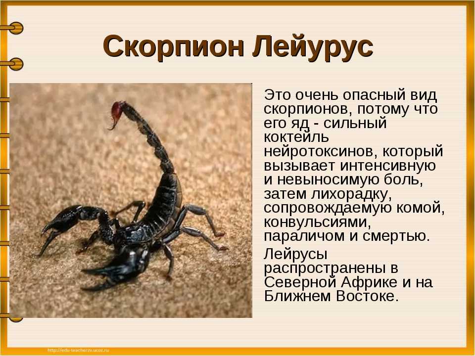 10 правдивых фактов о скорпионе, которые лучше знать заранее