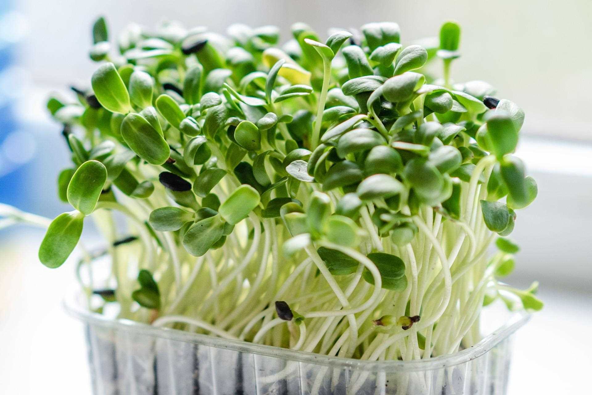 Как вырастить микрозелень в домашних условиях — пошаговое руководство