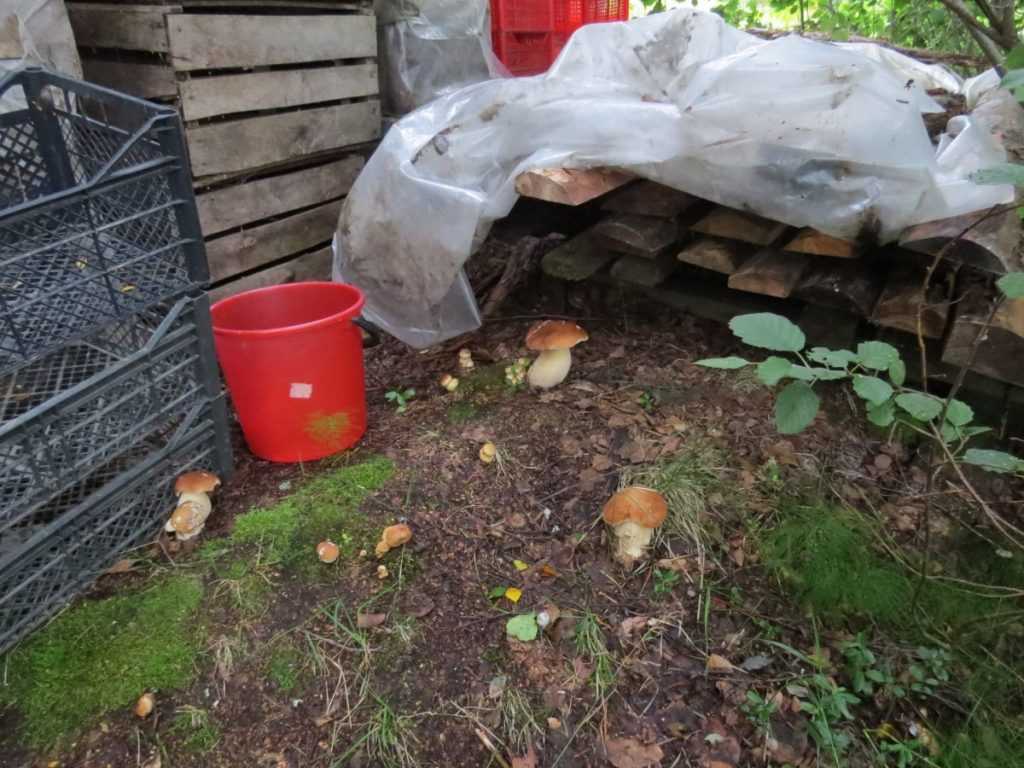 Выращивание белых грибов в домашних условиях