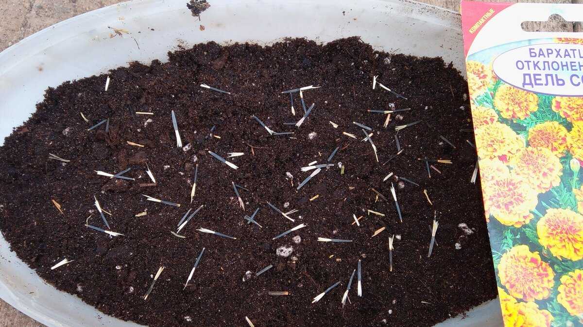 Выращивание бархатцев из семян