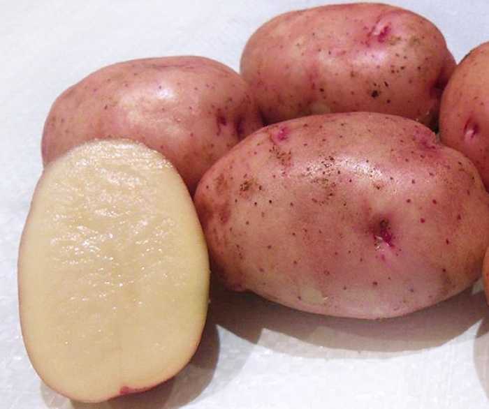 Лучшие сорта картофеля
