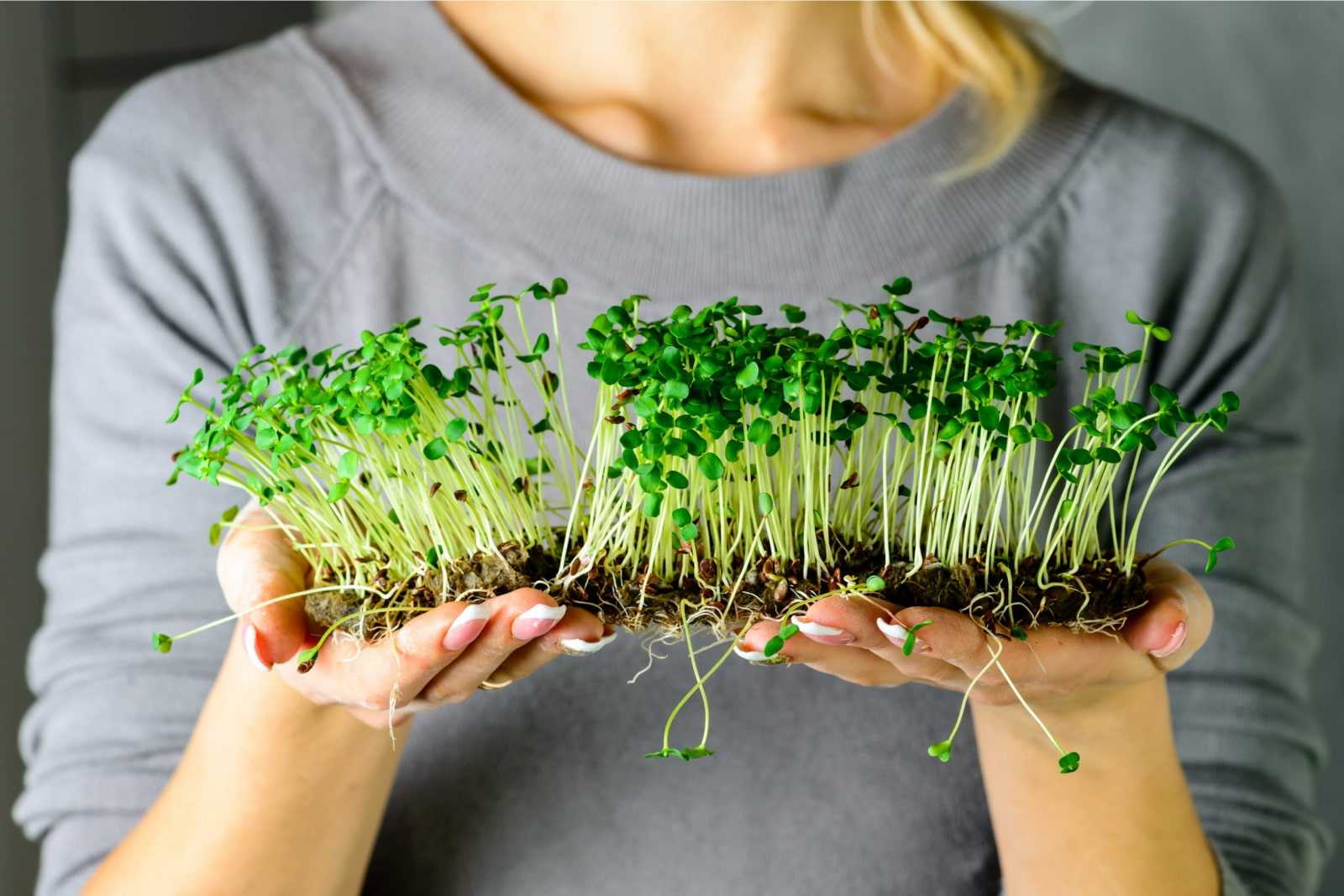 Как вырастить микрозелень в домашних условиях: проращиватель для микрозелени своими руками