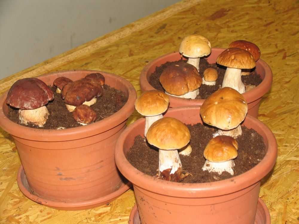 Выращивание белых грибов в домашних условиях: правила