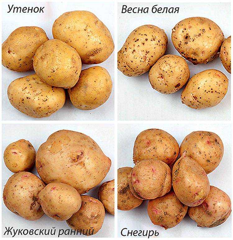 ᐉ выбор сорта картофеля в зависимости от региона выращивания - roza-zanoza