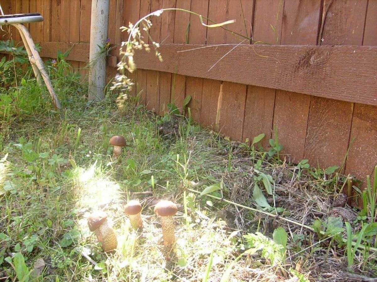 Как вырастить белые грибы на даче или садовом участке в домашних условиях