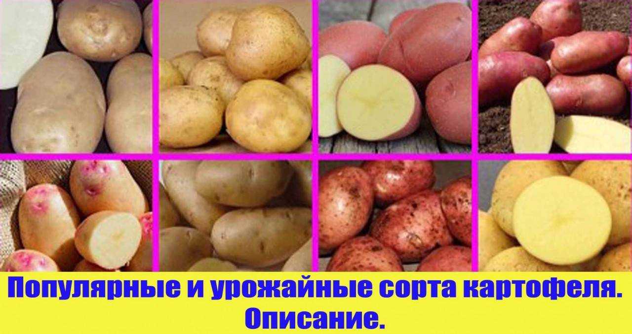 10 лучших ранних сортов картофеля