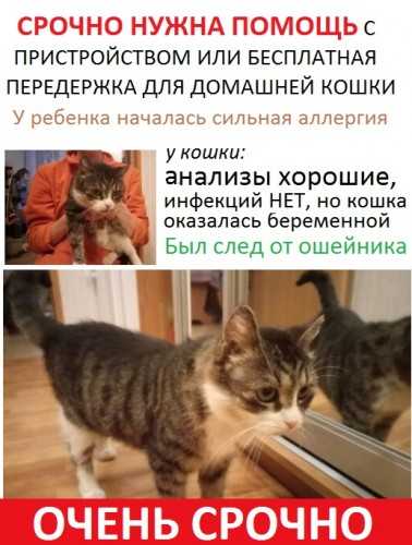 Топ пород кошек для аллергиков