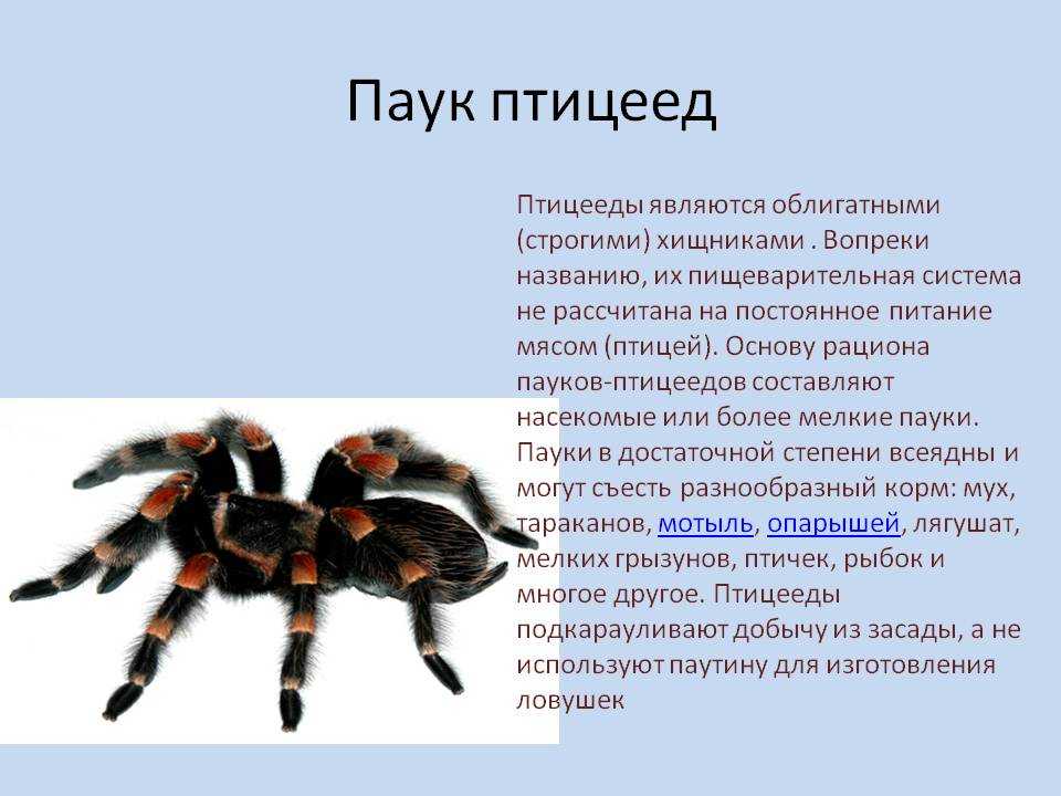 Тарантул - особенности ухода и содержания в домашних условиях