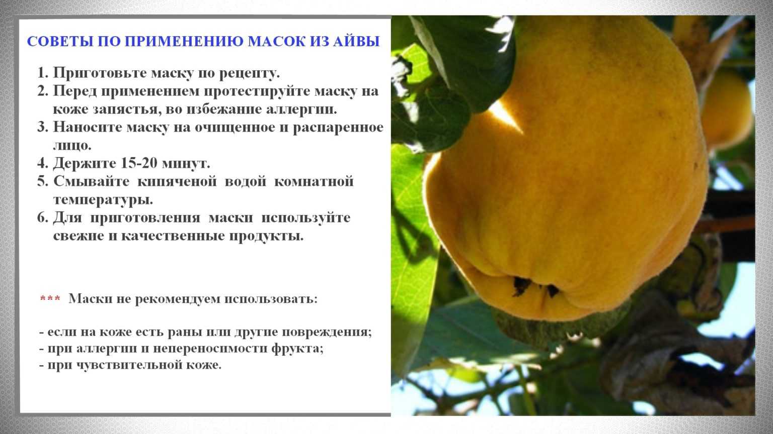 Чай из айвы. вам погорячей? - кулинарный блог