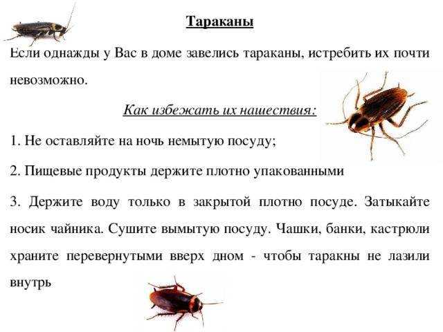 Самые эффективные народные средства от тараканов