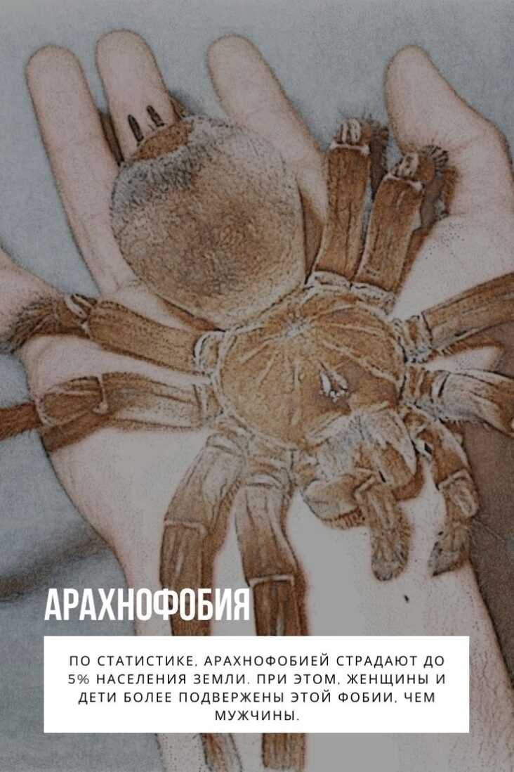Арахнофобия – что это такое и как самостоятельно избавиться от страха пауков?