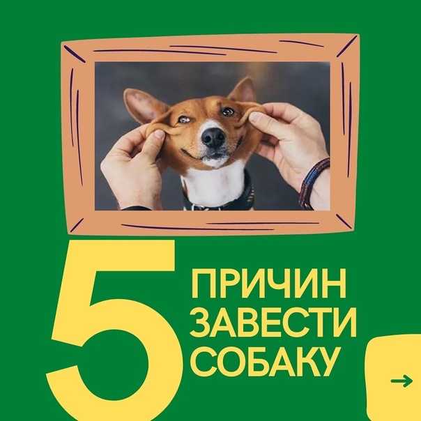 Стоит ли заводить собаку