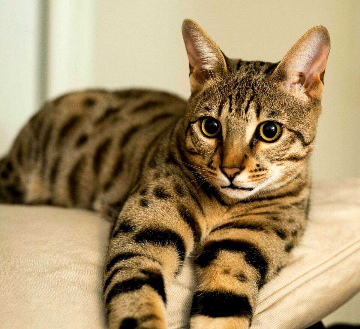 🐱самые красивые породы кошек: топ-15 с названиями, описанием и фото