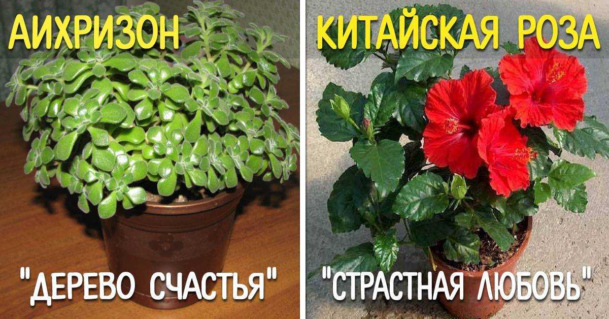 16 растений, которые обязательно должны быть у вас дома