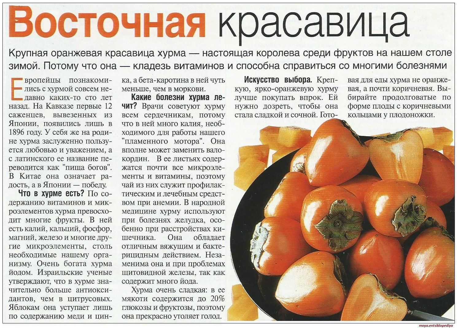 Хурма при беременности: польза, вред, особенности употребления