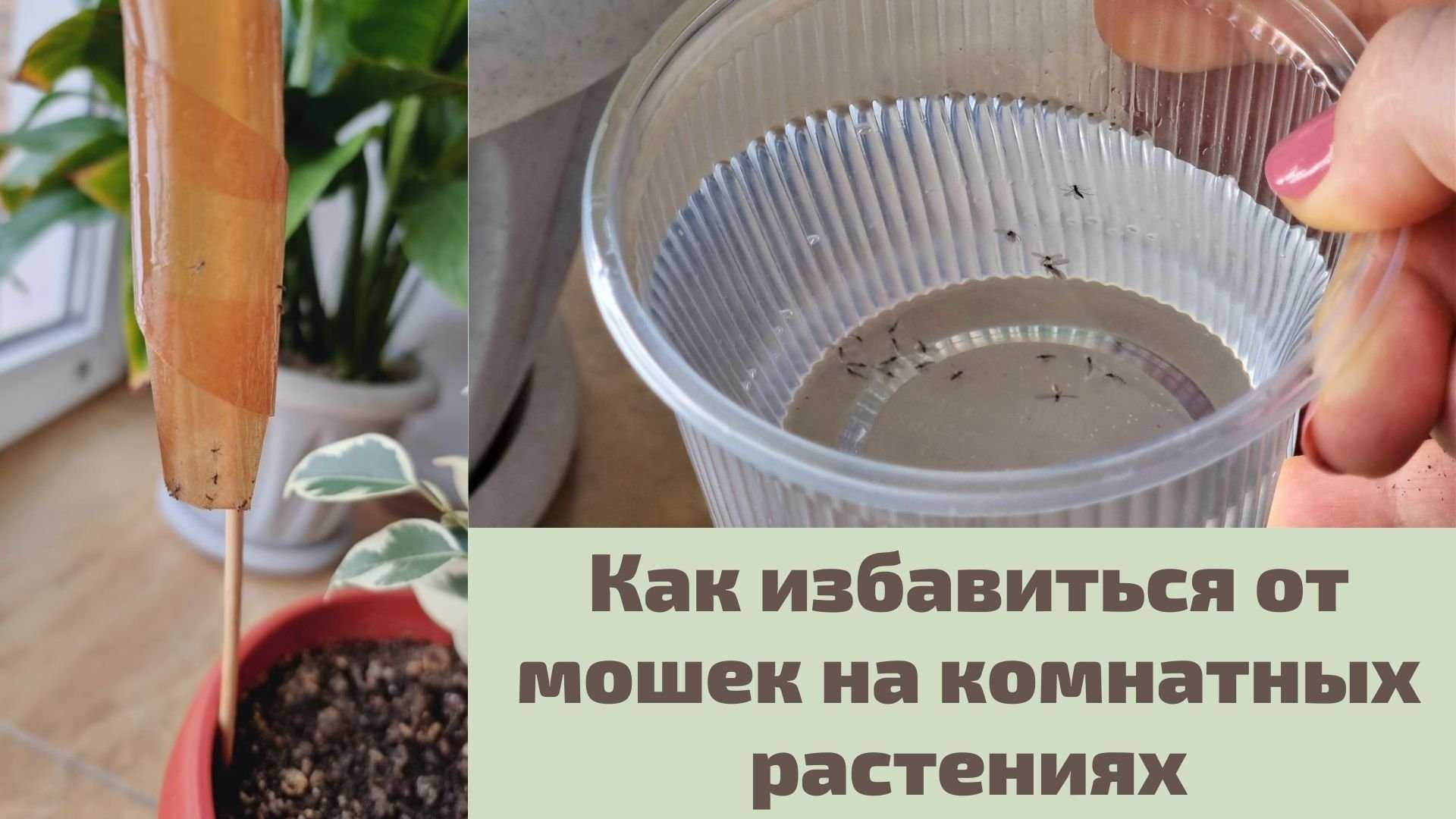 Как избавиться от мошек в цветах комнатных растений, чем выводить, средства от мушек?