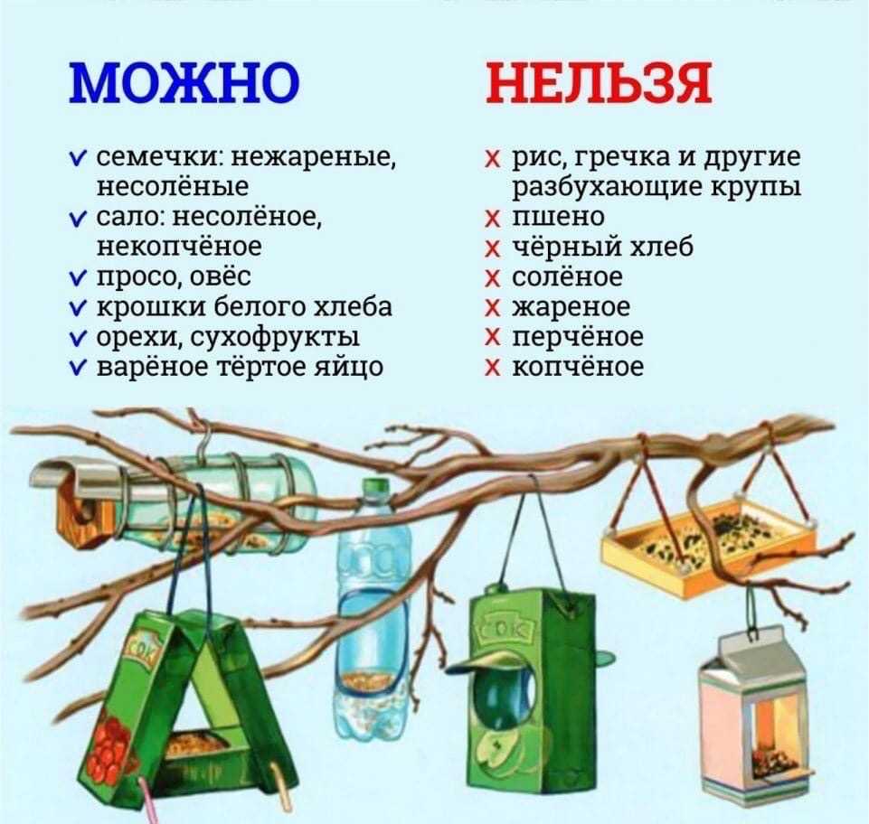 Рацион питания для кур: практические советы по подбору сбалансированного состава пищи для птицы