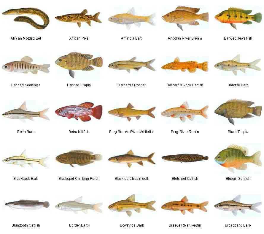 10 лучших аквариумных рыбок для начинающих. названия, описания, условия содержания. фото — ботаничка