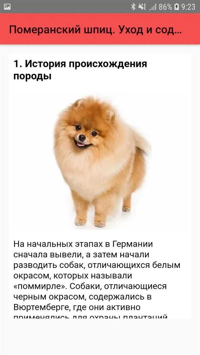 Реальность и померанский шпиц медвежьего типа