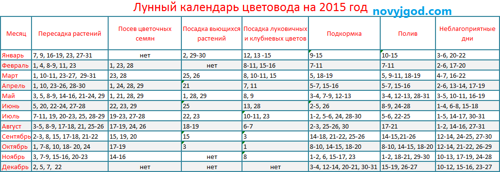 Когда по лунному календарю пересадить комнатные цветы, фазы луны