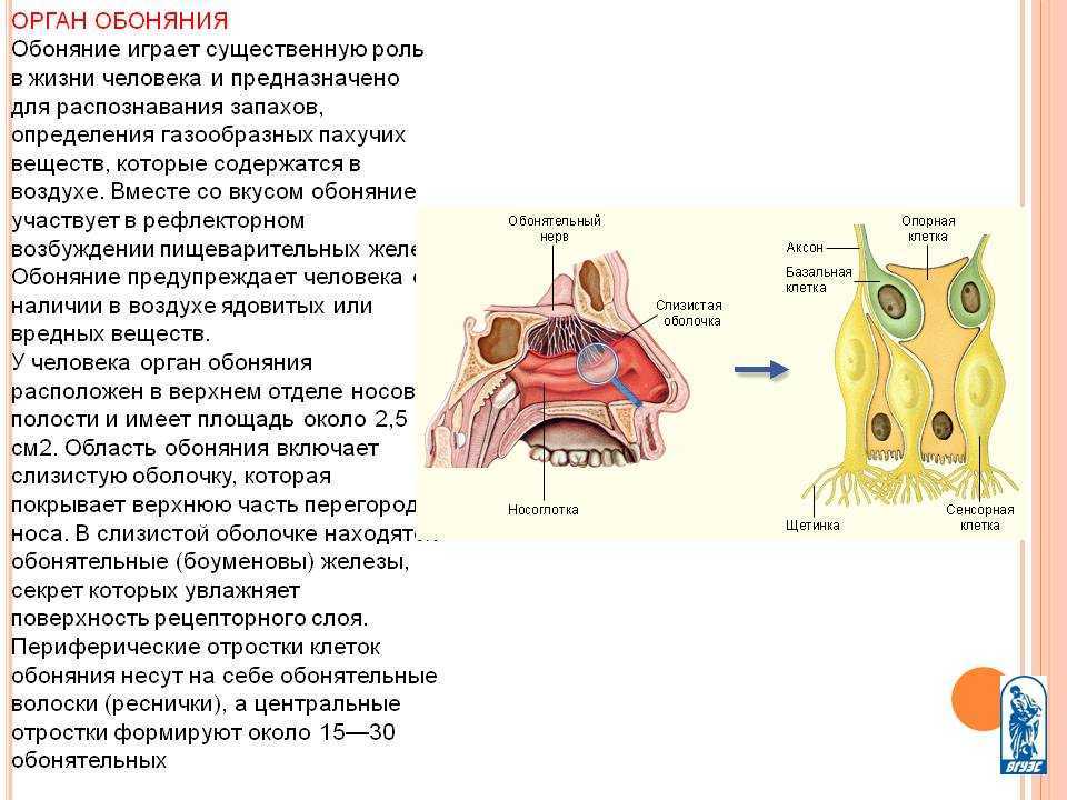 Что такое гиперосмия?