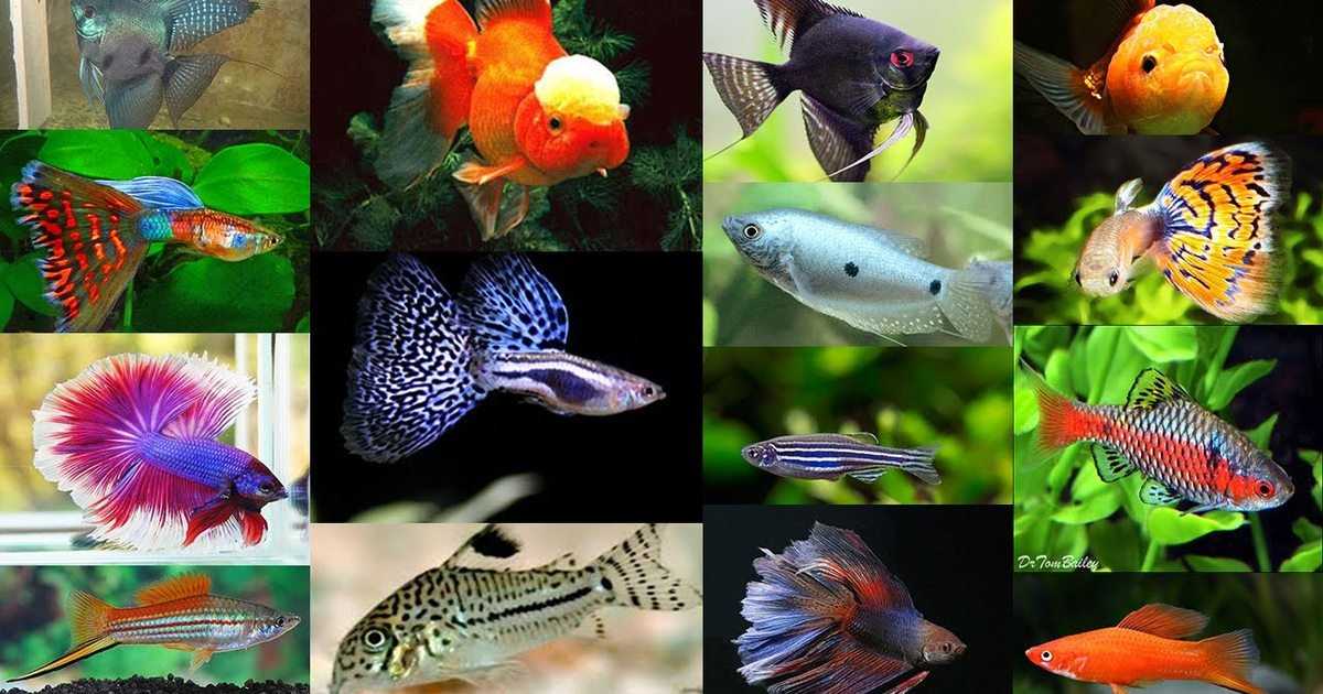 🚩 самые неприхотливые аквариумные рыбы: разновидность, содержание и уход