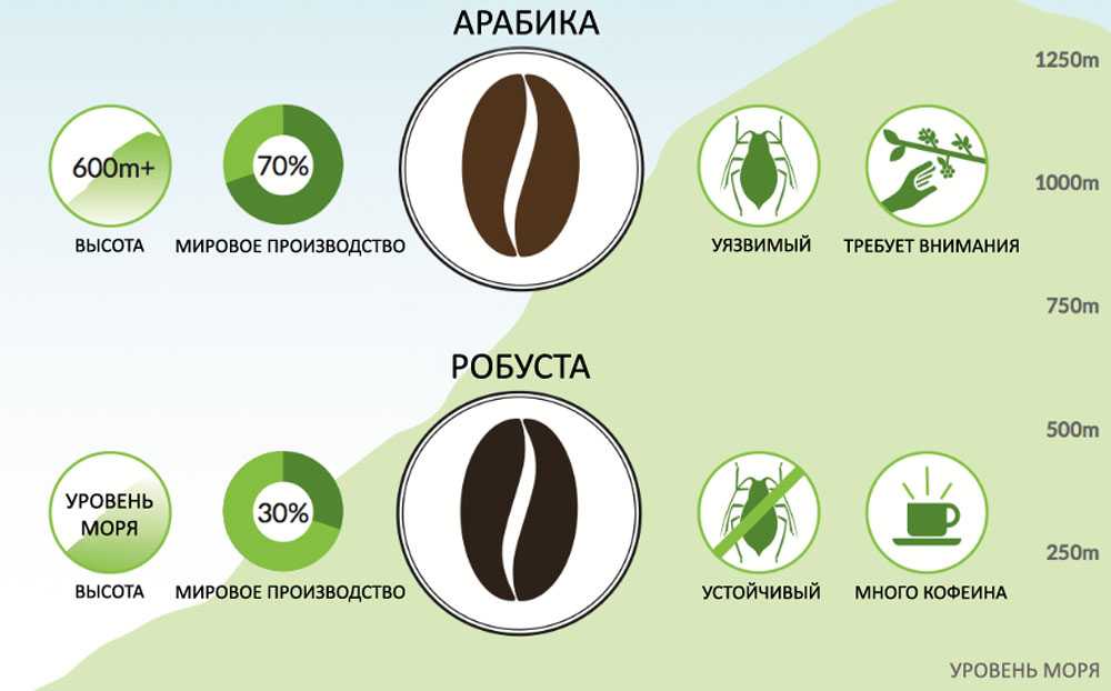 ☕️ лучшие сорта кофе: описание и отличия