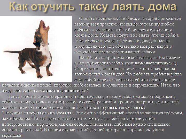Как отучить собаку лаять на всех подряд: советы кинолога | ваши питомцы
