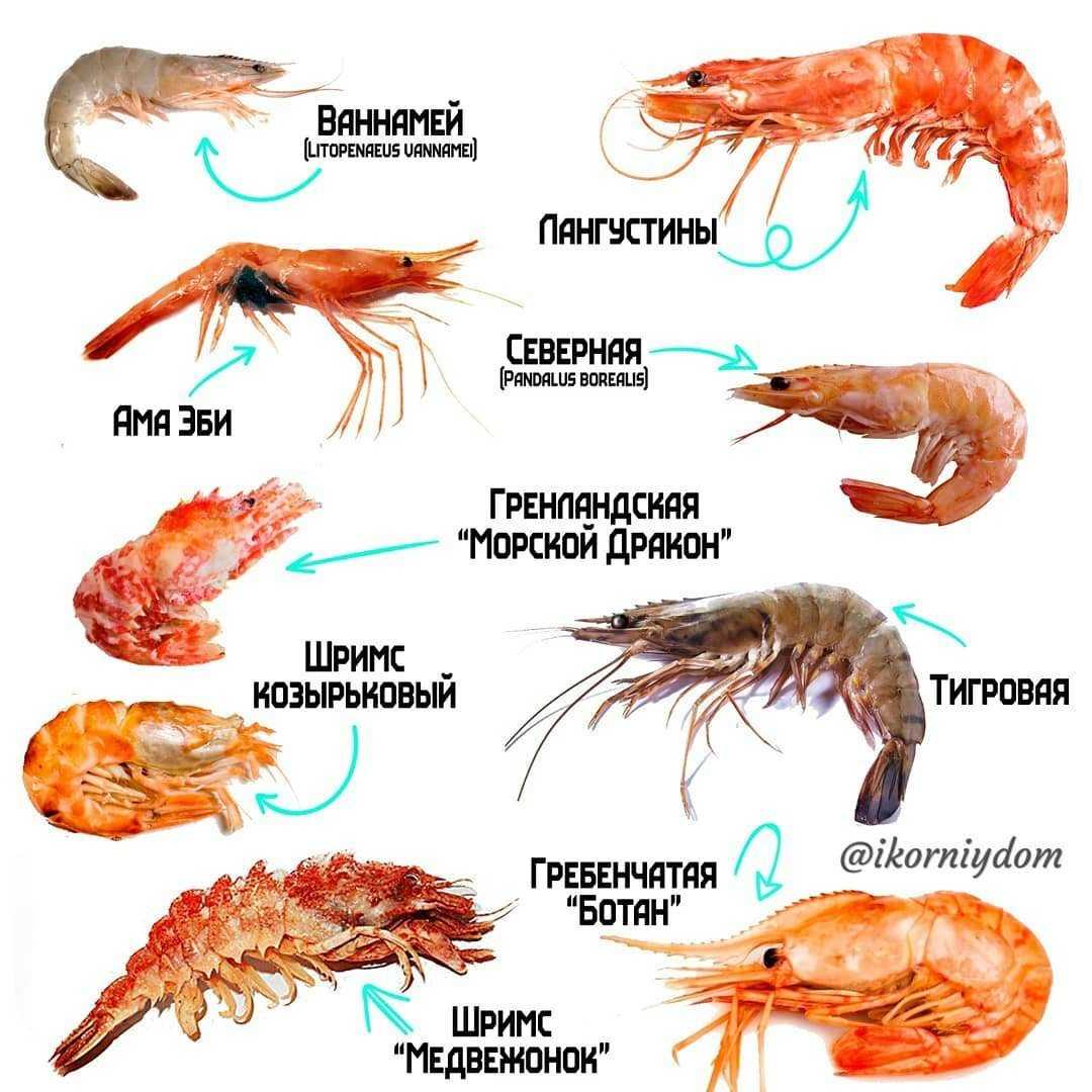 Учимся вкусно варить замороженные креветки с панцирем и без