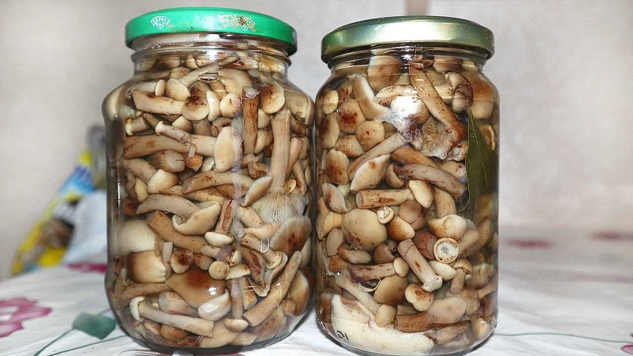 Как приготовить опята – 12 быстрых и вкусных рецептов