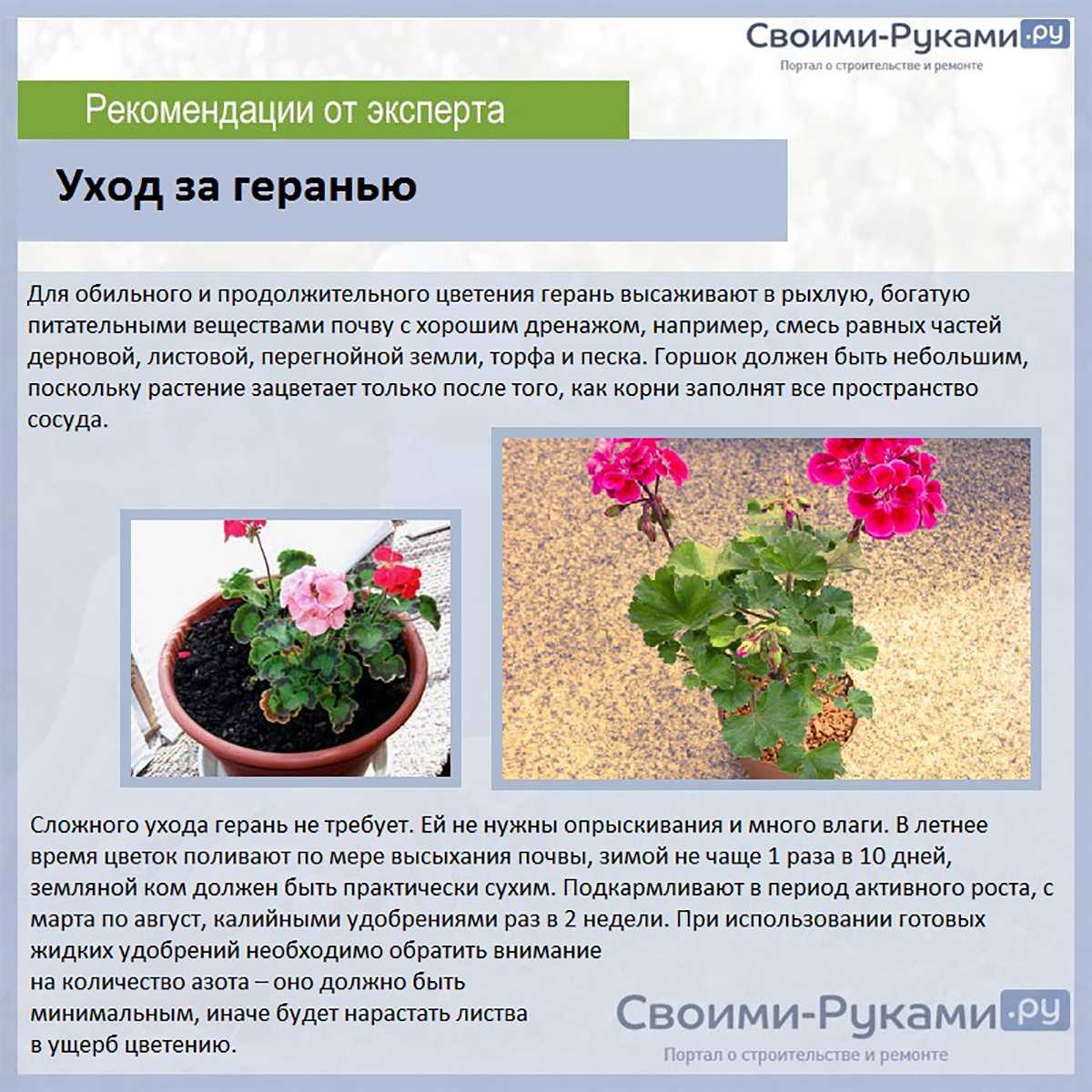 В статье рассказываем чем отличается герань от пеларгонии какие бывают виды как правильно ухаживать за комнатным цветком как пересаживать и размножать Разбираем проблемы почему не цветет и почему желтеют листья