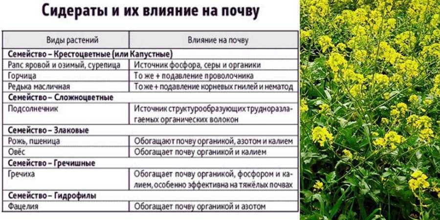 Как сеять, когда сеять и когда убирать сидераты