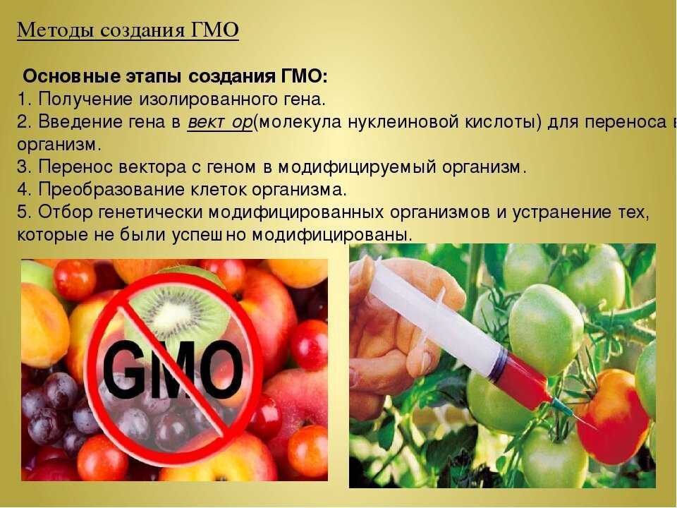 Что такое гмо? генномодифицированные продукты. последствия их употребления.